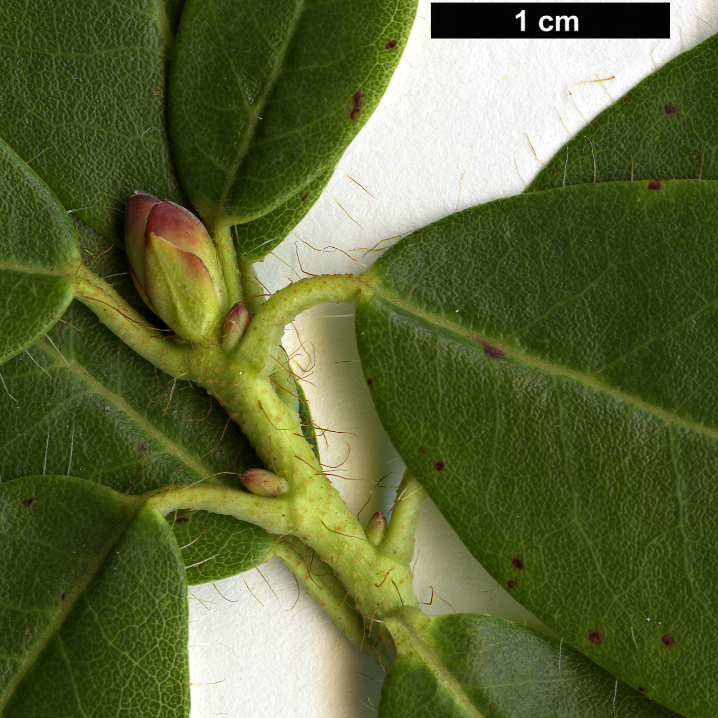 High resolution image: Family: Ericaceae - Genus: Rhododendron - Taxon: mekongense - SpeciesSub: var. mekongense